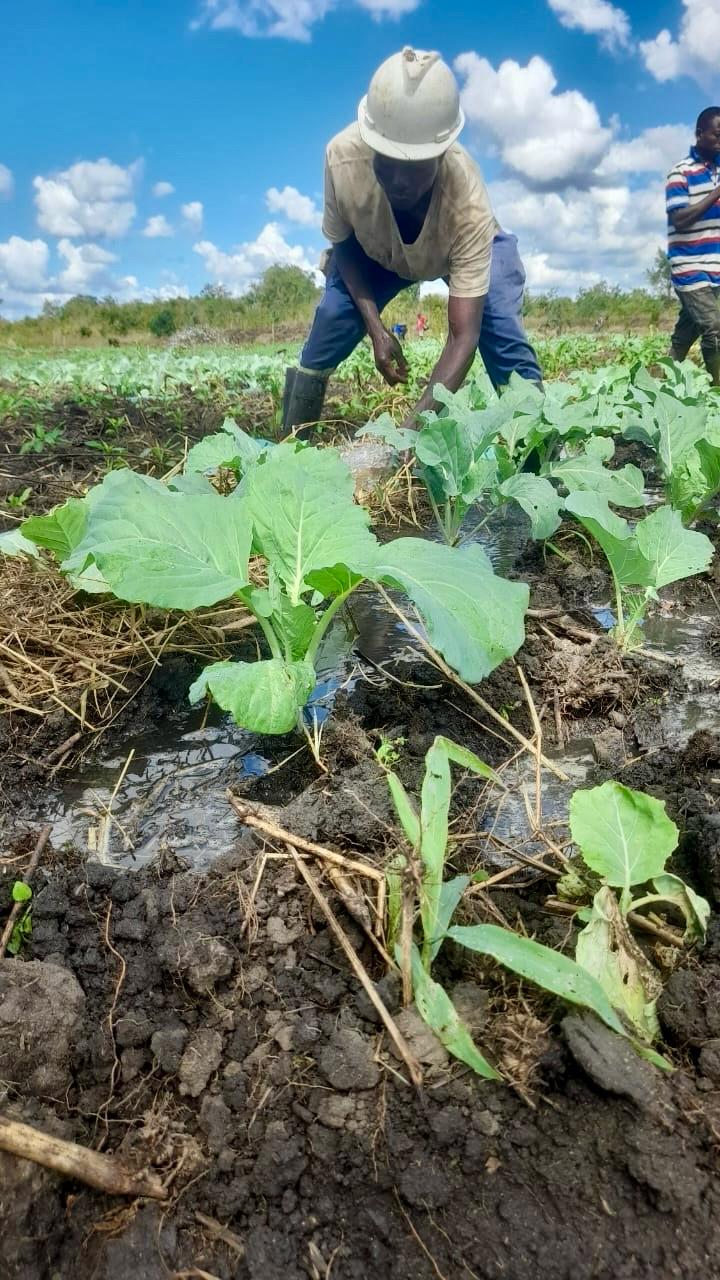 Irrigação agrícola
