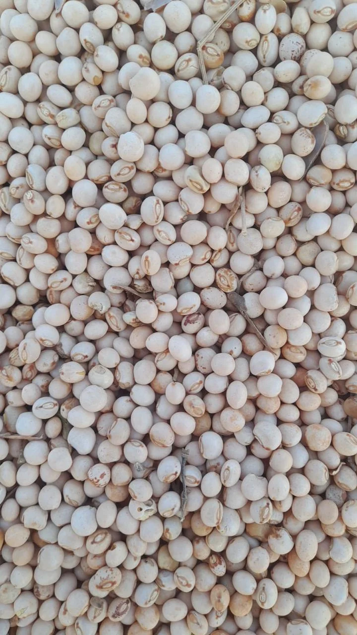 Grãos de feijão bóer em detalhe.