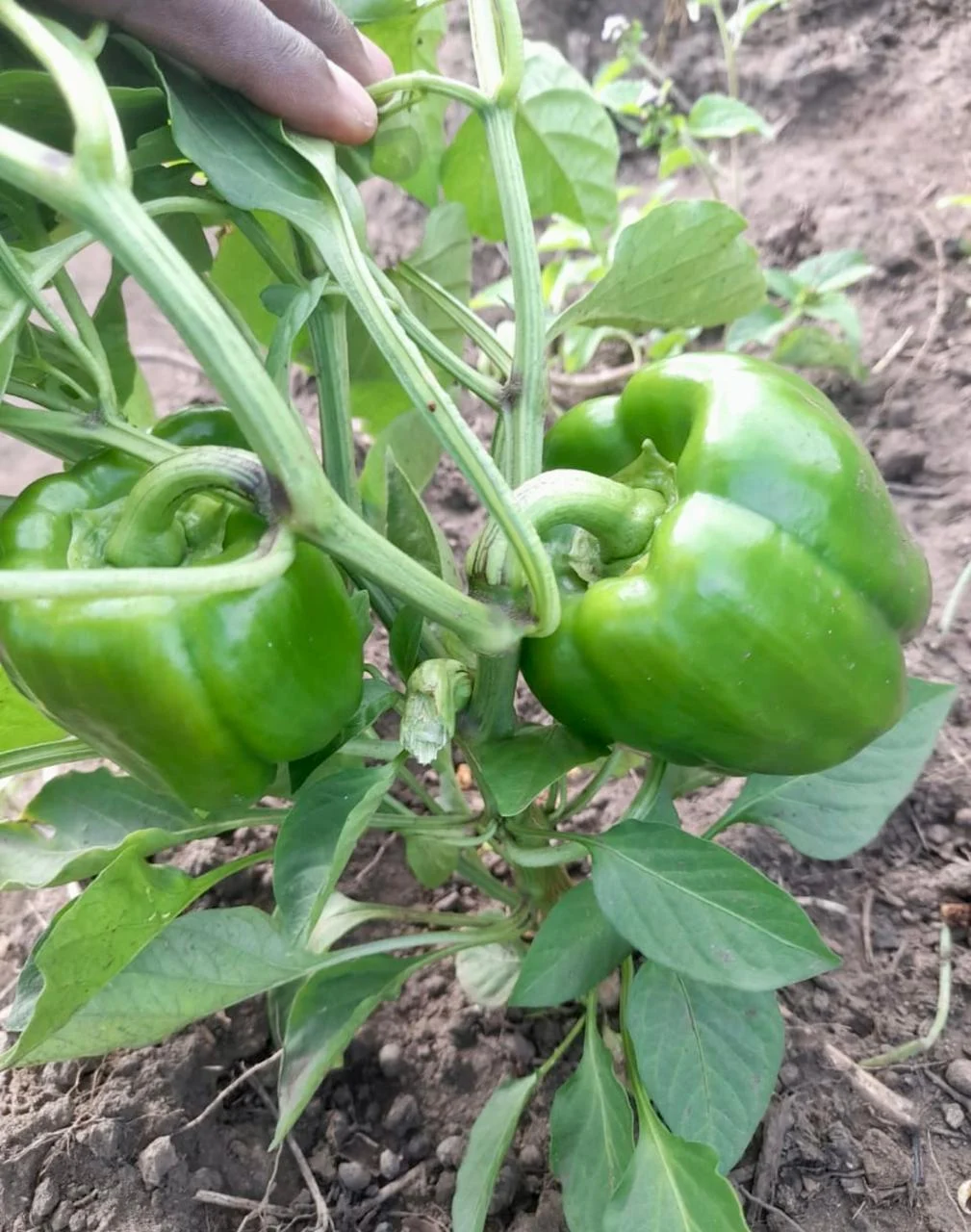Pimentos verdes na planta.
